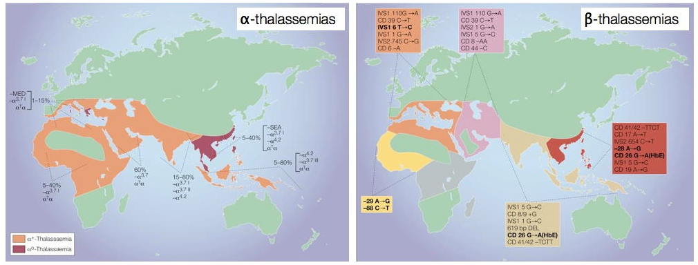 Global distribution of α- and - thalassemia 